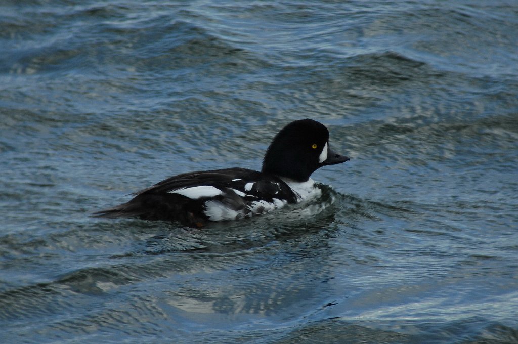 Duck, Barrow's Goldeneye, 2010-07044243b Yellowstone NP, WY.JPG - Barrow's Goldeneye. Yellowstone National Park, WY, 7-4-2010